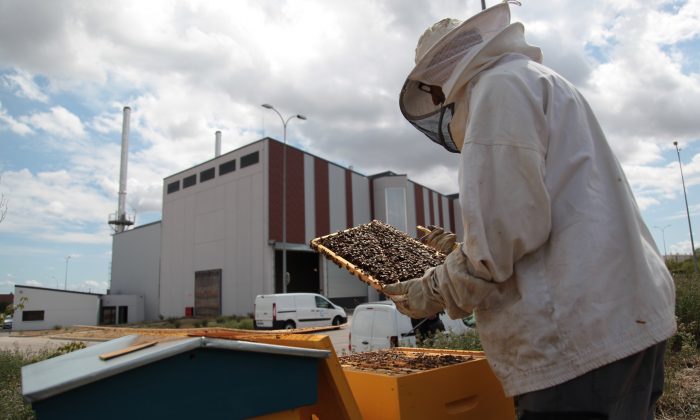 SODIEN participe à la sauvegarde des abeilles