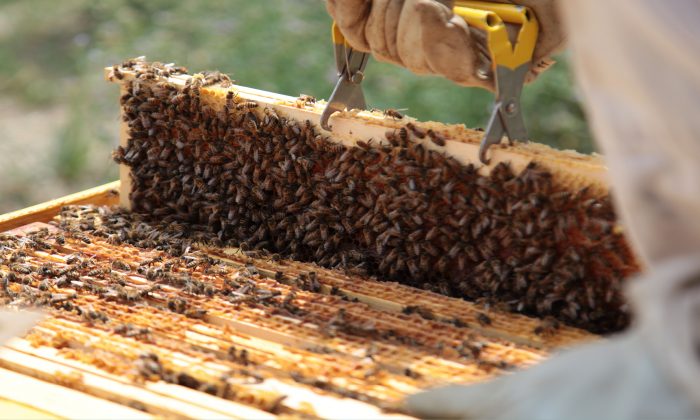 Journée mondiale des abeilles : les ruches de SODIEN sont à l’honneur !
